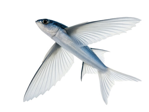 Flyingfish animal png flying fish species png fish that flies png ocean flying fish png aquatic flying fish png transparent png