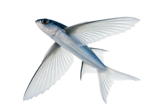Flyingfish animal png flying fish species png fish that flies png ocean flying fish png aquatic flying fish png transparent png