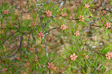 New growth on a pine tree