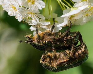Two Mating Beetles are Hanging by a White Flower in Early Spring. The Female is Gathering Pollen during Copulation.