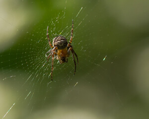 An European Garden Spider (Araneus Diadematus) Sitting in the Middle of Its Web and Waiting for a Juicy Prey