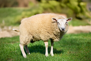 A fluffy, light-colored sheep stands in a sunny green field, looking towards the camera. The background is softly blurred.enerated image