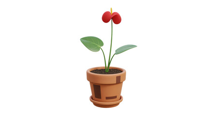 Isolated Anthurium Plant in Pot