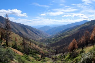 Valley landscape reflecting nature recovery strength post wildfire event  
