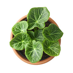 Obraz premium Fresh basil in a pot isolated on a white background