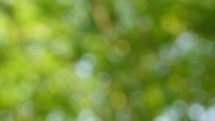 Obraz premium Abstract green blurred background with natural bokeh light effects.