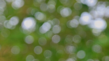 Fototapeta premium Abstract green blurred background with natural bokeh light effects.