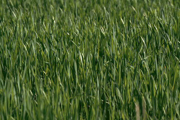 Green grass background