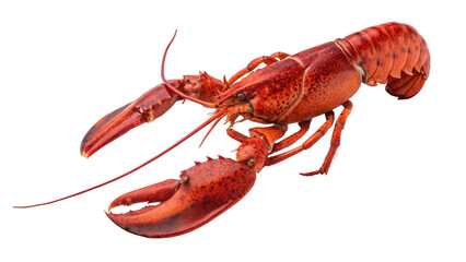 Lobster animal png fresh lobster seafood png lobster with claws png wild lobster animal png cooked lobster dish png transparent png