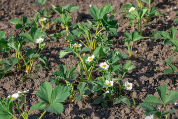 Green leaf and white flowers of strawberry bloom in vegetable garden. Bushes of strawberry fragaria the rosaceae family in blosson. Large fruited plant of berry crops wild strawberry in horticulture.