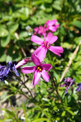 Pink flowers of Phlox subulata or moss phlox