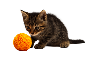 Playful kitten exploring a bright orange yarn ball