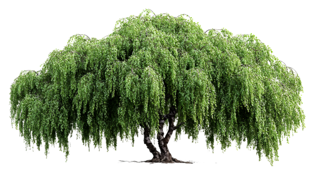 Lush green willow tree with cascading branches and leaves