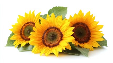 Obraz premium An abundance of bright and vibrant sunflowers blooming in a beautiful lush summer garden setting The sunflowers cheerful yellow petals stand out against the green foliage