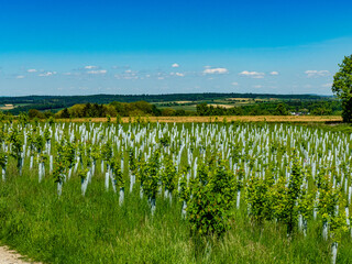 Wiederaufforstung  durch Anpflanzen junger Laubbäume am Waldrand