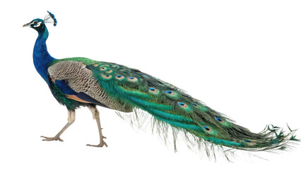 Naklejka premium Peacock png peacock bird png colorful bird png exotic bird png tail feather bird png majestic bird png transparent background image
