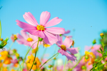 Field of Pink cosmos flowers blooming in garden,wild pink cosmos flowers in spring day,autumn season,view of the various cosmos flowers,Selective focus.