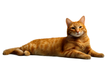 Chill orange tabby cat lounging on a transparent background