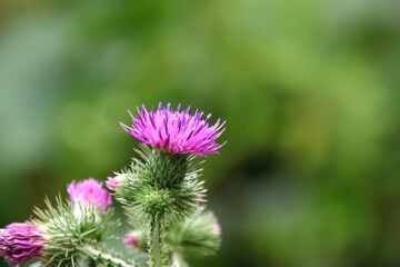 pink blossoms and green buds of a thistle, violet thistle blossom on the left, green background, blossom opens slightly and shimmers pink and white, delicate small petals, Carduus flower