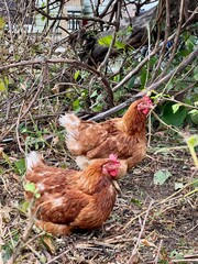 Vertical photo of two red hens among autumn vegetation, farm animals, rural scene, seasonal nature, countryside life, backyard poultry, fall colors, rustic setting, traditional farming. 