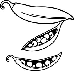 Fresh Garden Peas Line Art Illustration of Pods