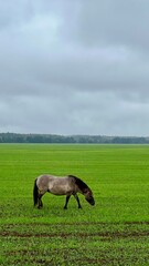 Vertical photo of gray horse grazing in field under gray sky, Polish Konik, Tarpan-like horse,...