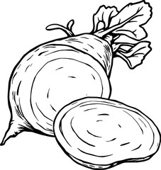 Beetroot Illustration Whole Root and Cross-Section Drawing