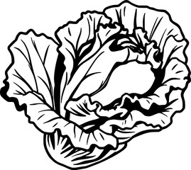 Vibrant Purple Cabbage Illustration Fresh Vegetable