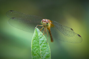 Meadowhawk Dragonfly in Myles Standish State Forest, Carver, Massachusetts