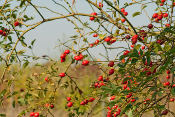 Rote Hagebuttenbeeren an den Zweigen eines Strauchs. Stillleben im Herbst mit Hagebutten
