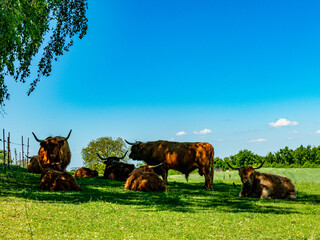 Galloways auf einer Weide