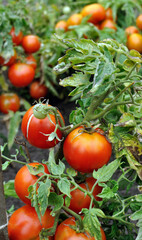 organically cultivated tomato plantation in the vegetable garden, vertical composition