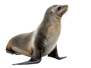 Naklejka premium Sea lion animal PNG, sea lion PNG, marine mammal PNG, ocean animal PNG, transparent background image