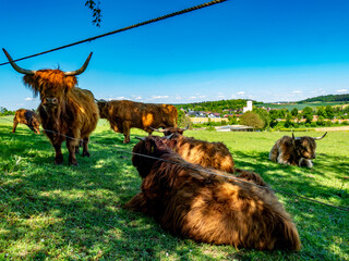 Galloways auf einer Weide