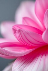 Fototapeta premium close up of a pink and white flower