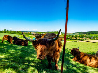 Galloways auf einer Weide