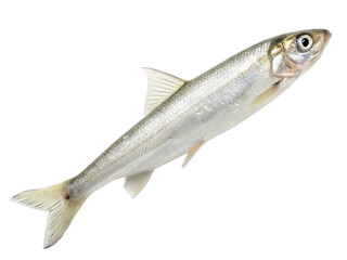 Fototapeta premium Smelt animal PNG, smelt fish PNG, freshwater fish PNG, small fish PNG, transparent background image