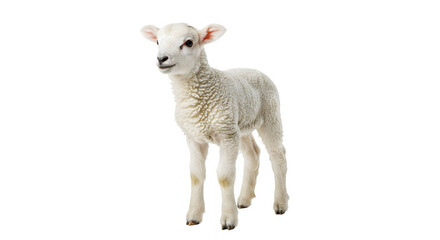 Fototapeta premium Cute Baby Lamb Standing on white background, Young White Lamb on white background, Baby Lamb Close-Up on white background