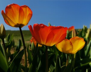 red and yellow tulips