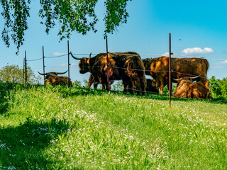 Galloways auf einer Weide