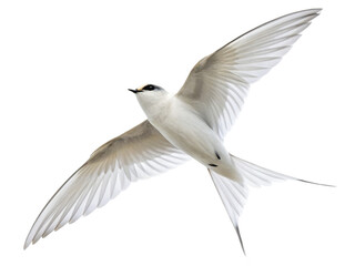 Obraz premium Swallow animal PNG, swallow PNG, aerial insectivore PNG, fast-flying bird PNG, transparent background image
