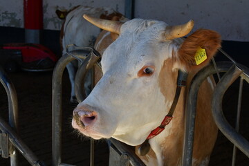 Portrait einer Kuh