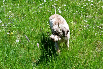 Fototapeta premium Portrait eines Lagotto Romagnolo Hundes 