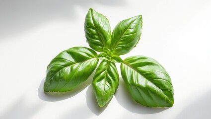 Fototapeta premium Isolated basil leaf with macro view against white backdrop