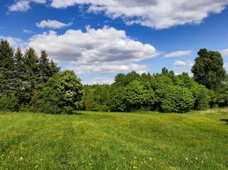 Obraz premium Frühlingslandschaft mit Löwenzahnwiese