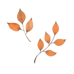 Watercolor orange leaves isolated on white background. Hand drawn illustration of autumn branches with orange leaves. Autumn fallen leaves, halloween. Design of packaging, patterns, postcards.