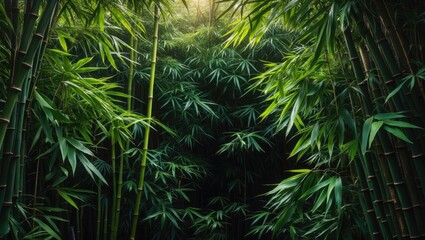 Green bamboo leaves thriving in a wild tropical bamboo forest on a dark background