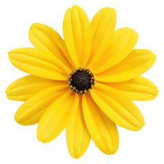 Obraz premium Vibrant Yellow Flower with Bold Petals on Dark Background for Nature Lovers, isolated on transparent background.