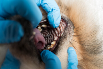 Cleaning Pomeranian Spitz teeth from plaque in a veterinary clinic, dental issues, broken predatory...