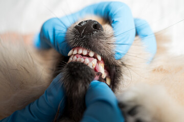 Cleaning Pomeranian Spitz teeth from plaque in a veterinary clinic, dental issues